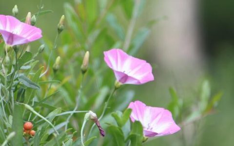 梦见牵牛花开什么意思 梦见牵牛花开预示什么