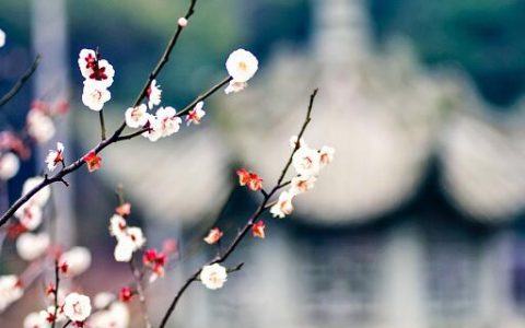 梦见梅花绽开预示什么 梦见梅花绽开好不好