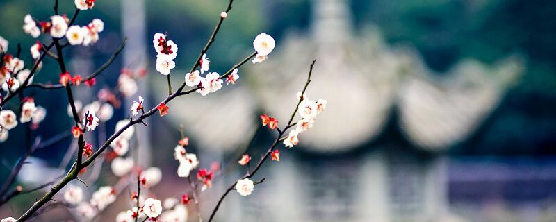 梦见梅花绽开预示什么 梦见梅花绽开好不好
