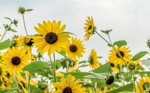 梦见向日葵花开什么意思 梦见向日葵花开好不好
