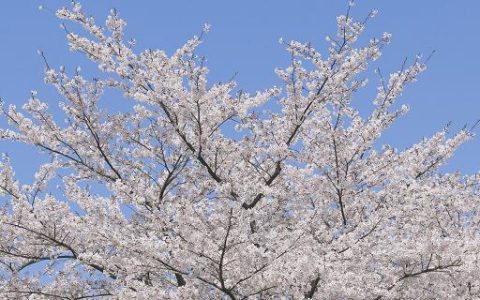 梦见樱花盛开预示什么 梦见樱花盛开好不好