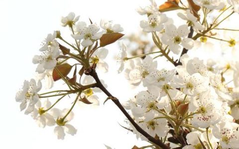 梦见白花预示什么 梦见白花有什么征兆