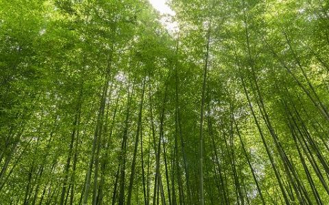 梦见竹林预示什么 梦见竹林有什么征兆