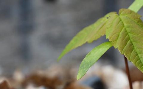 梦见刚发芽的树苗有什么预兆 梦见刚发芽的树苗好不好