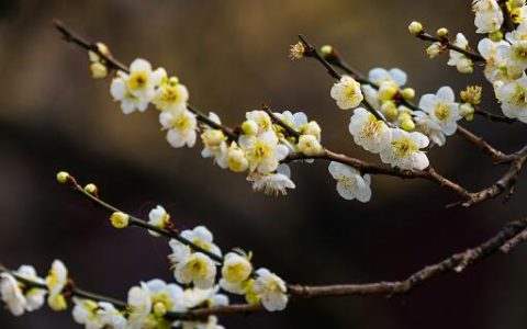 梦见花木什么意思 梦见花木预示什么