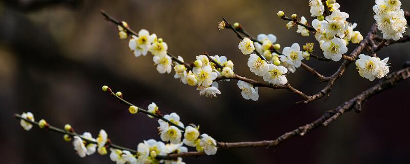 梦见花木什么意思 梦见花木预示什么