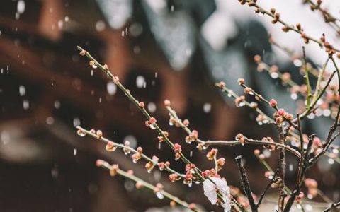 梦见雪中开花什么意思 梦见雪中开花预示什么