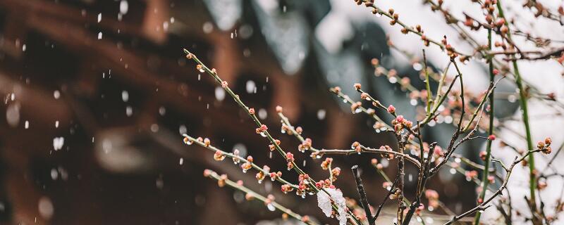 梦见雪中开花什么意思 梦见雪中开花预示什么