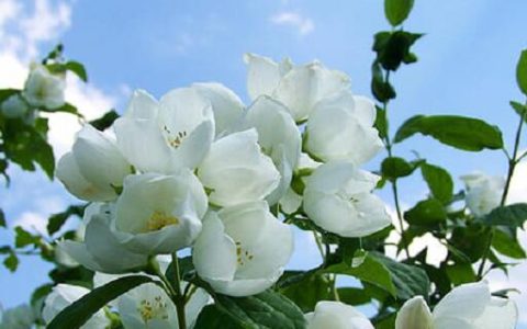 梦见茉莉花预示什么 梦见茉莉花好不好