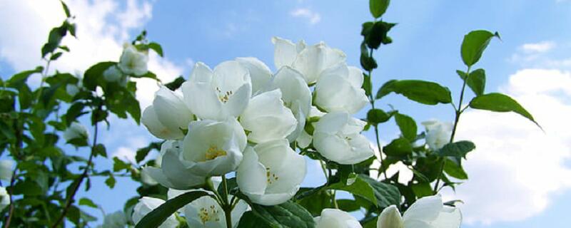 梦见茉莉花预示什么 梦见茉莉花好不好