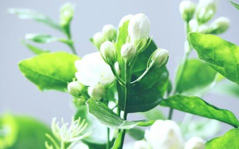 梦见茉莉什么意思 梦见茉莉预示什么