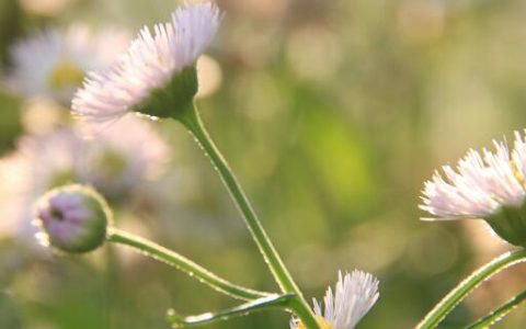 梦见白菊花预示什么 梦见白菊花好不好