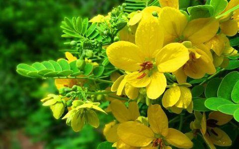梦见槐花预示什么 梦见槐花好不好