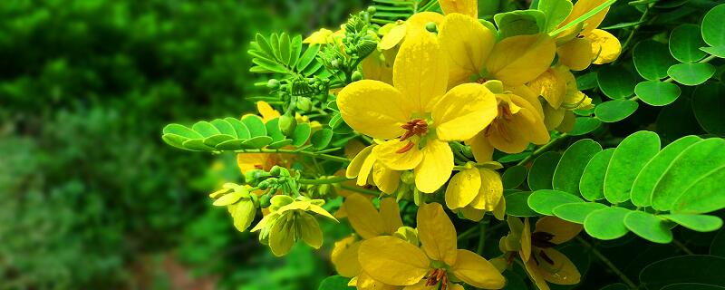 梦见槐花预示什么 梦见槐花好不好