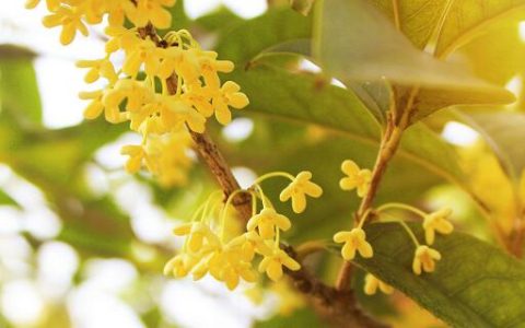 梦见桂花有什么预兆 梦见桂花好不好