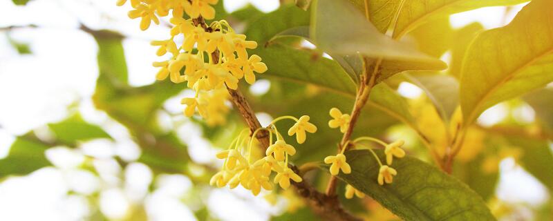 梦见桂花有什么预兆 梦见桂花好不好