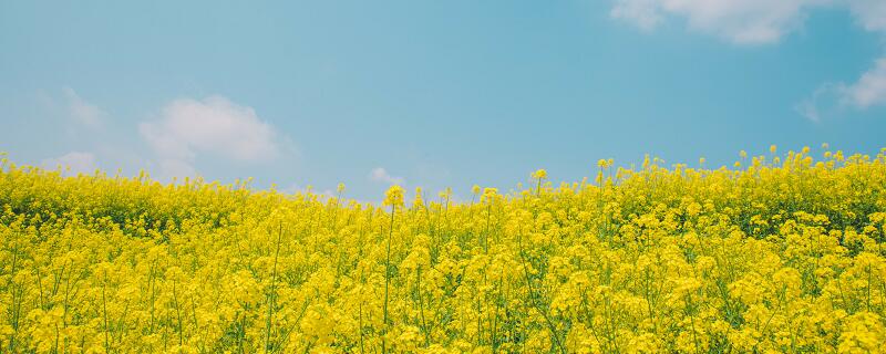 梦见一片花海什么意思 梦见一片花海有什么预兆