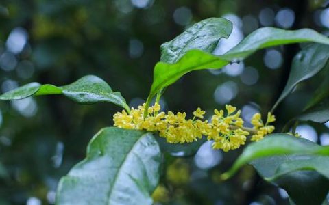 梦见月桂花有什么预兆 梦见月桂花好不好
