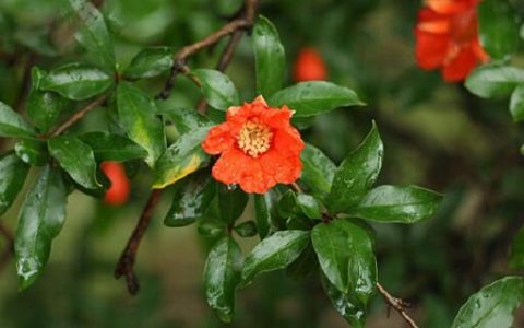 梦见石榴树开花什么意思 梦见石榴树开花预示什么