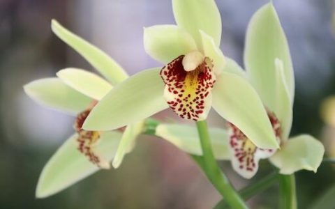 梦见兰花发芽预示什么 梦见兰花发芽好不好