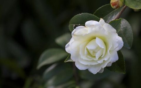 梦见山茶花有什么征兆 梦见山茶花预示什么