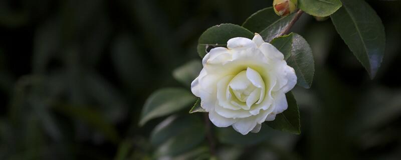 梦见山茶花有什么征兆 梦见山茶花预示什么