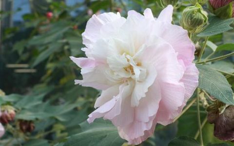 梦见芙蓉花预示什么 梦见芙蓉花好不好