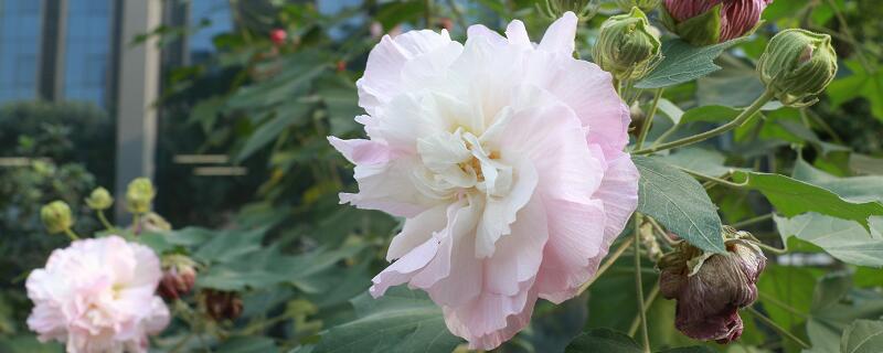 梦见芙蓉花预示什么 梦见芙蓉花好不好