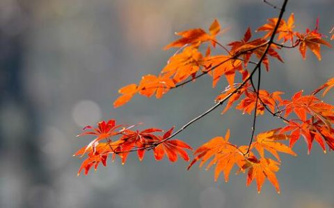 梦见枫叶预示什么 梦见枫叶有什么征兆