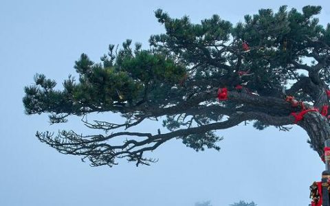 梦见常青树有什么预兆 梦见常青树好不好
