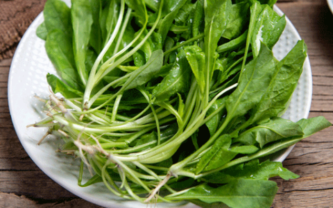 梦见荠菜预示什么 梦到荠菜好不好