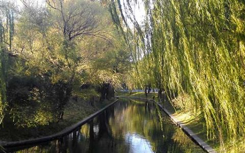 梦见垂柳什么意思 梦见垂柳预示什么