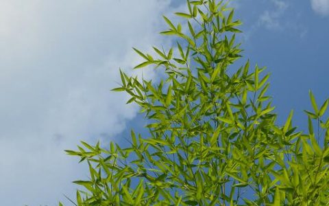 梦见富贵竹预示什么 梦见富贵竹好不好