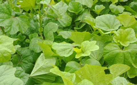 梦见葵菜预示什么 梦到葵菜好不好