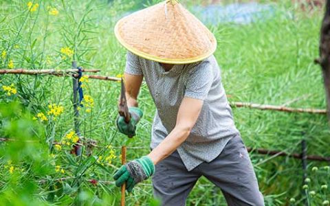 梦见和别人一起偷菜预示什么 梦见和别人一起偷菜什么意思