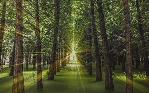 梦见根什么意思 梦见根好不好