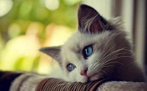 梦见猫攻击我是什么意思周公解梦
