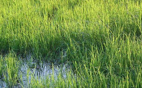 梦见水藻什么意思 梦见水藻好不好