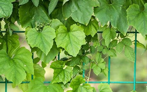梦见攀援植物什么意思 梦见攀援植物有什么预兆