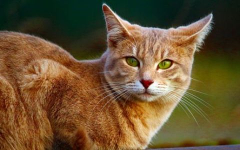 孕妇梦见猫是什么意思 孕妇梦见猫预示着什么