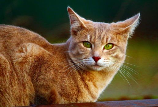 孕妇梦见猫是什么意思 孕妇梦见猫预示着什么