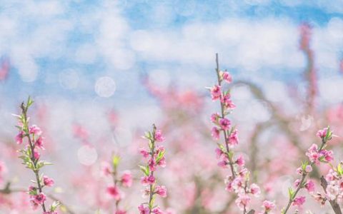 已婚女人梦见桃花盛开什么意思 已婚女人做梦梦见桃花盛开好不好