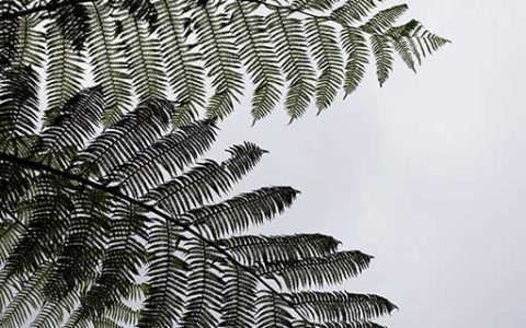 梦见蕨类植物预示什么 梦到蕨类植物什么意思