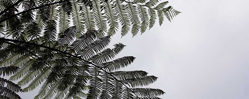 梦见蕨类植物预示什么 梦到蕨类植物什么意思