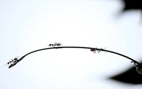 梦见白蚁是什么意思 梦见白蚁有什么预兆