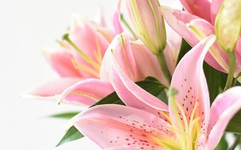 梦见花朵是什么意思 梦见花朵好不好