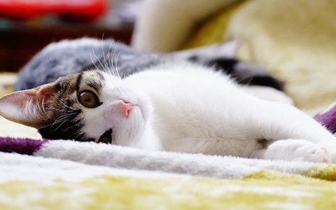 梦见被猫追是什么意思 梦见被猫追有什么预兆