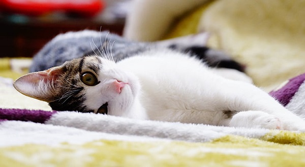 梦见被猫追是什么意思 梦见被猫追有什么预兆