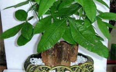 风水培训-室内摆放这些植物和花卉，房间风水迅速提升！-风水