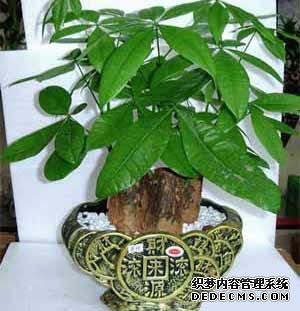 风水培训-室内摆放这些植物和花卉，房间风水迅速提升！-风水
